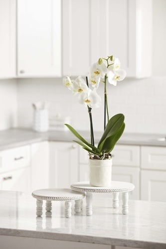 White mango wood pedestal tray with beaded rim holding spring flowers