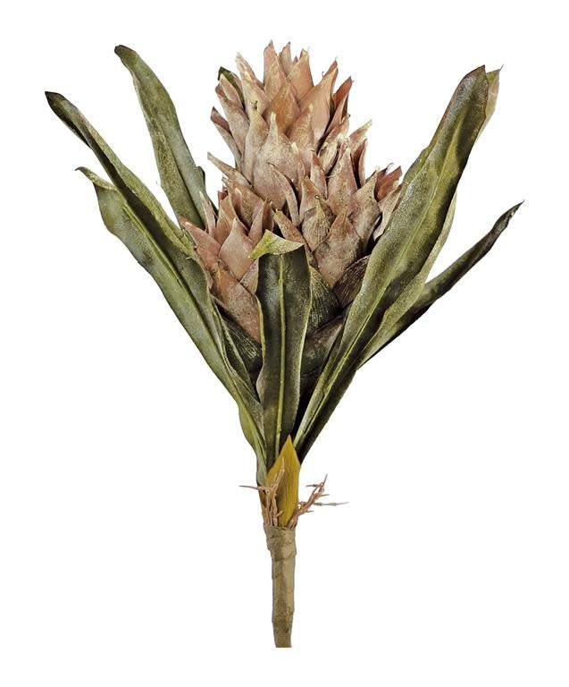 Taupe dried protea bundle with six blooms standing eighteen inches tall.