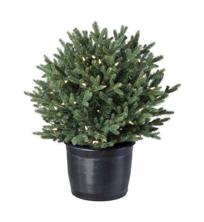 A small decorative LED Baby Noble Shrub with green foliage illuminated by warm clear lights.