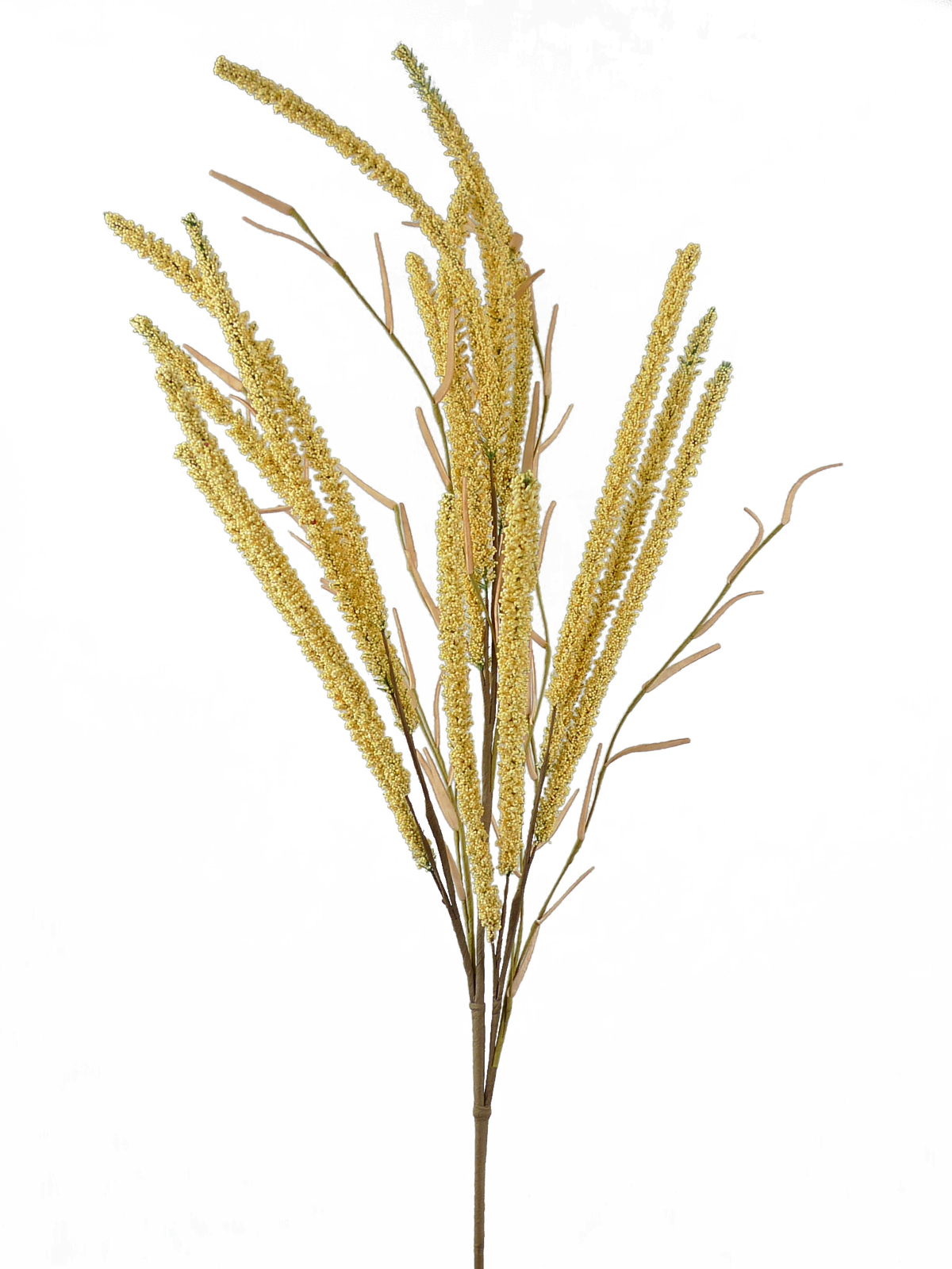 Setaria spray grass decoration in natural green tones with a tall slender silhouette.