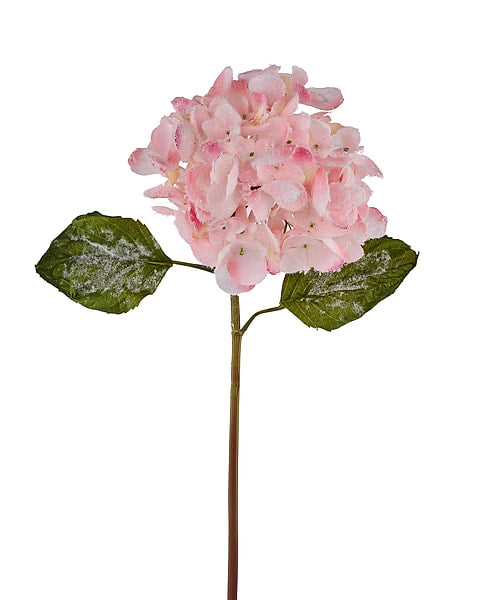 Pink hydrangea stem with snow