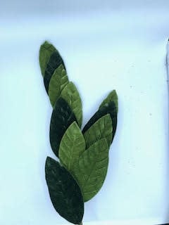 Spray bottle with magnolia leaf pattern in velvet finish