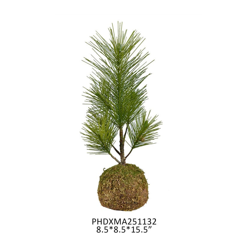 Small seedling pine tree with green needles planted in a round moss ball base.