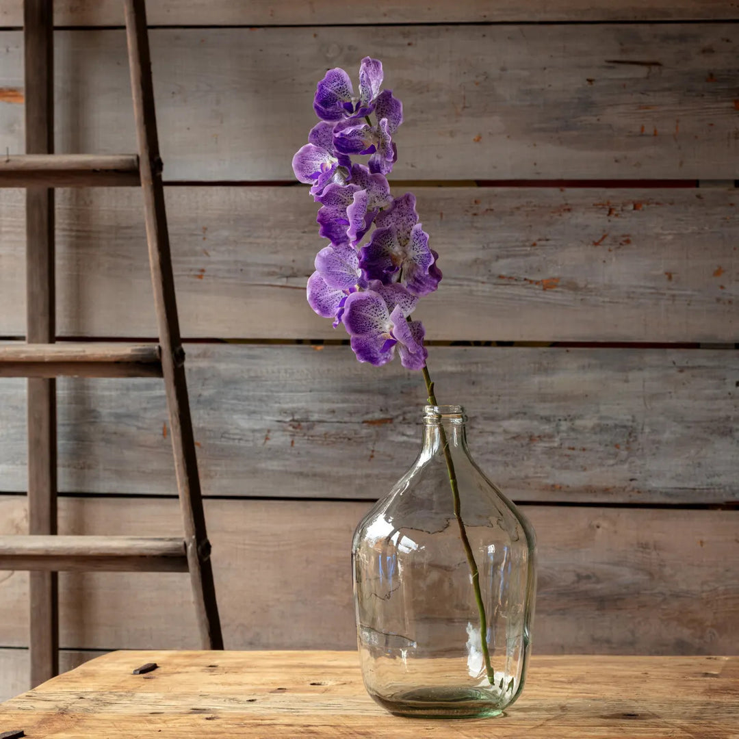 Vanda Orchid