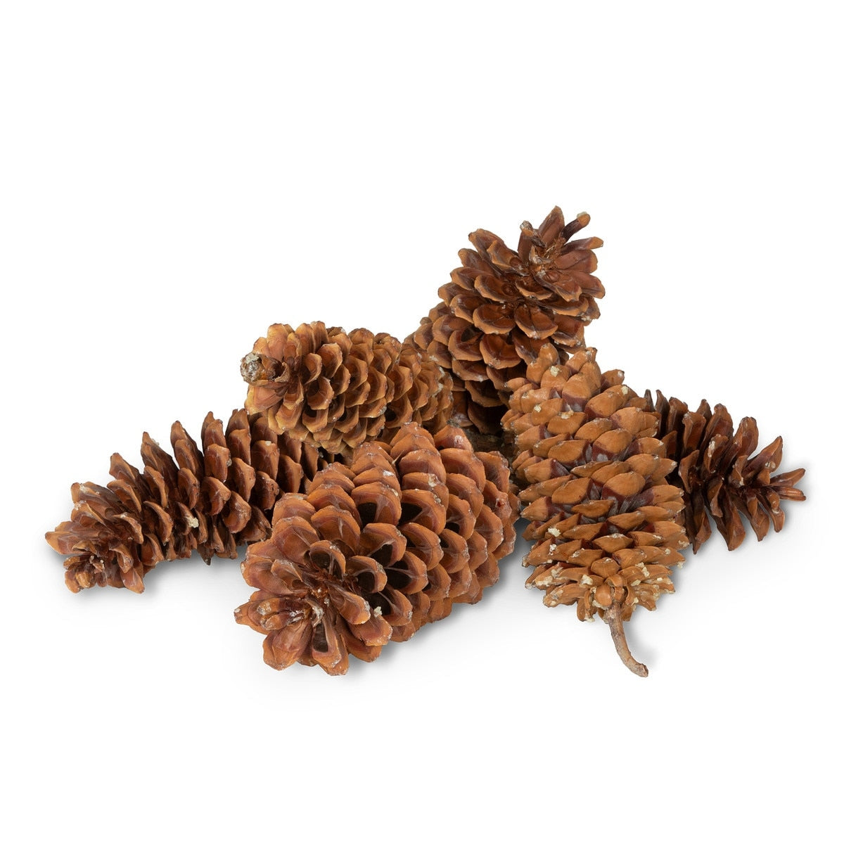 A cluster of five long, brown Sugar Pine Cones on a white background.