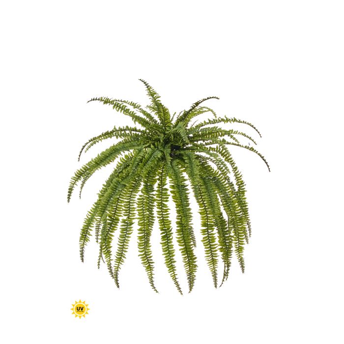 Large Boston fern in a jumbo UV planter measuring 45 inches wide by 57 inches long.