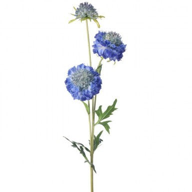 Triple Scabiosa floral arrangement with three blooms on a 30-inch stem.