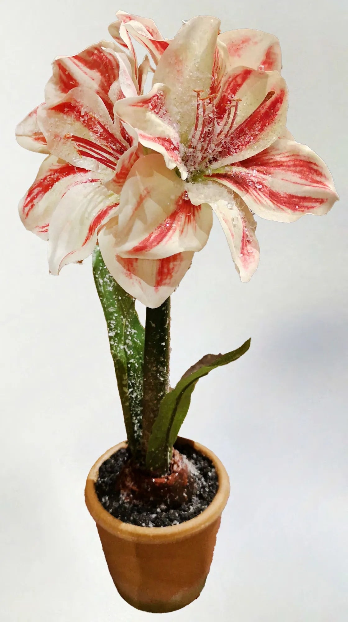 A potted amaryllis flower with a white bloom in an ice-textured pot.