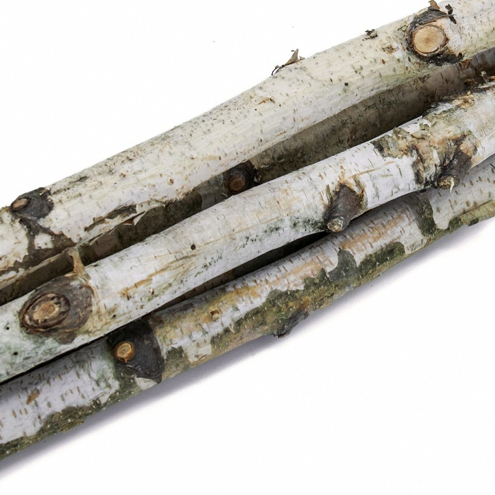 D1'' H 31.5'' Birch Wood Vase Filler