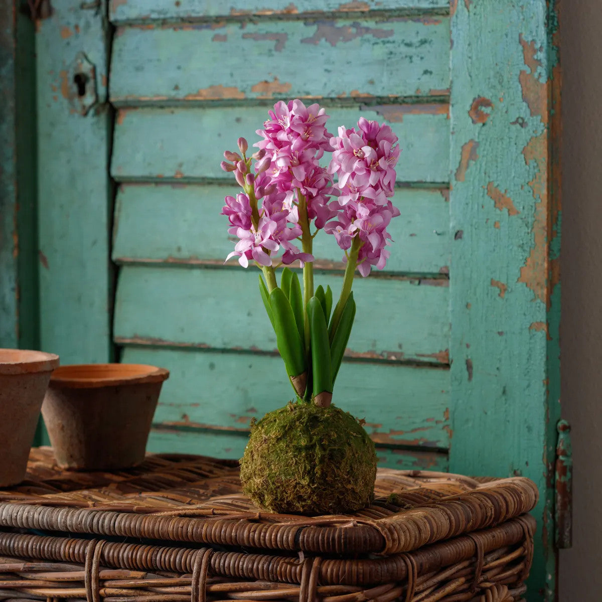 Vibrant hyacinth flower arranged in a moss ball with dimensions 5 x 5 x 15.25 inches.