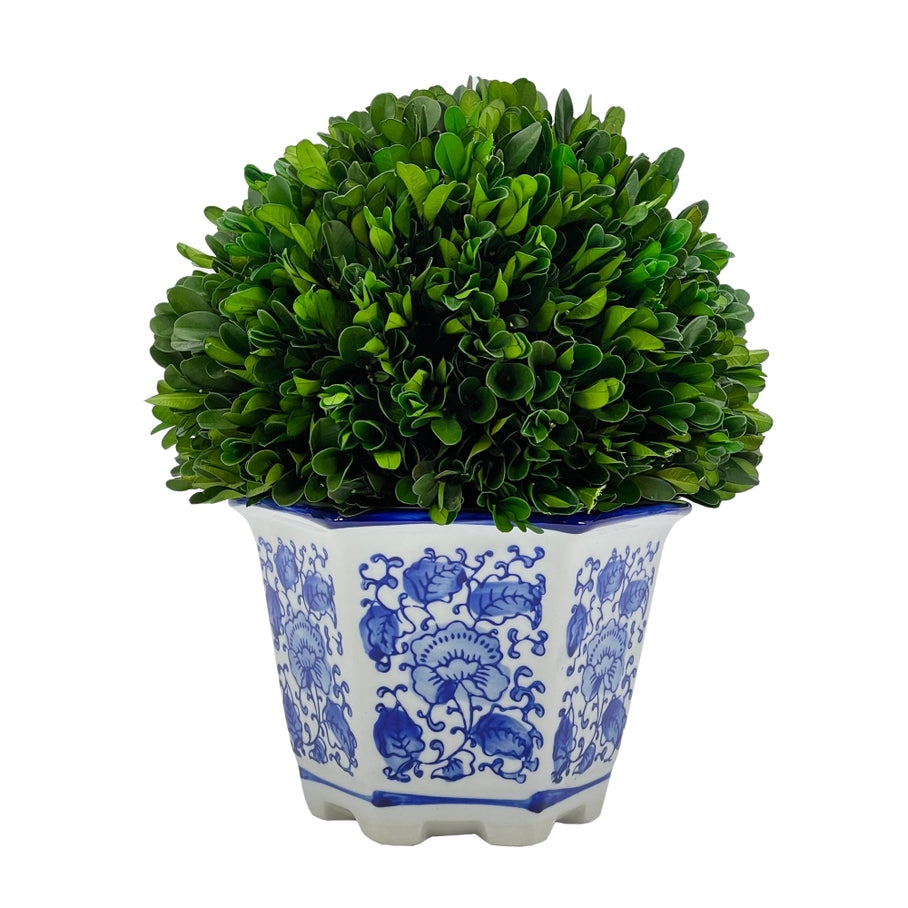 Hexagon blue ceramic pot holding a preserved boxwood ball topiary with white accents.