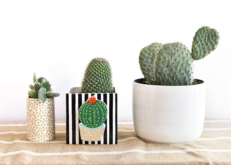 Black Stripe Mini Nesting Cube Medium ceramic planter with a cactus illustration on a striped base.