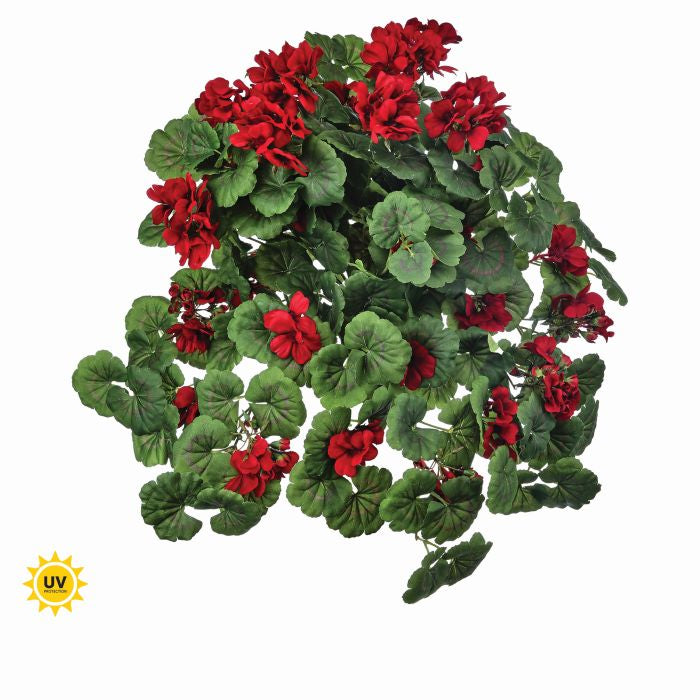 Hanging geranium plant in a round pot with green foliage and pink flowers.