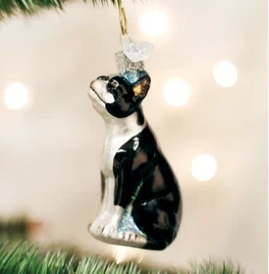 Boston Terrier dog ornament in glossy black-and-white ceramic with a gold loop.