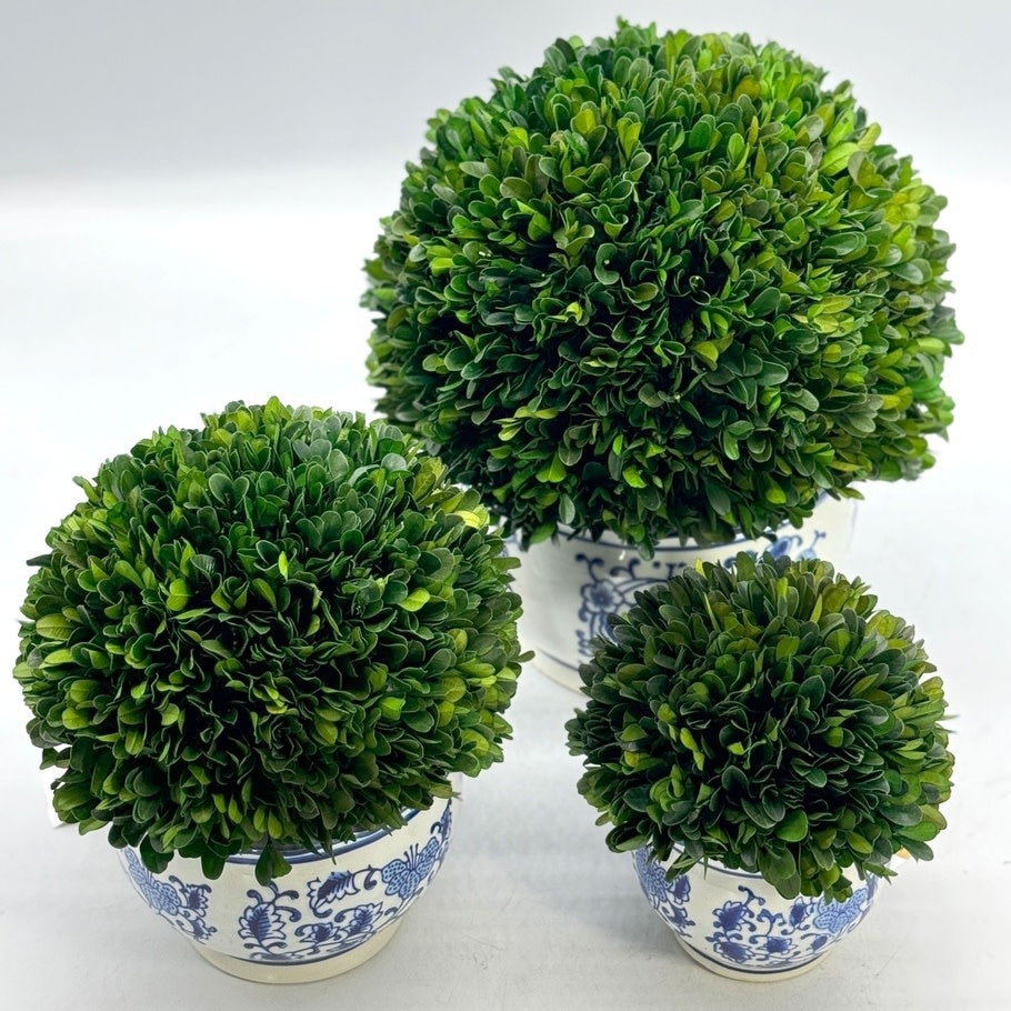 Round preserved boxwood ball topiary in blue ceramic pot with white floral pattern