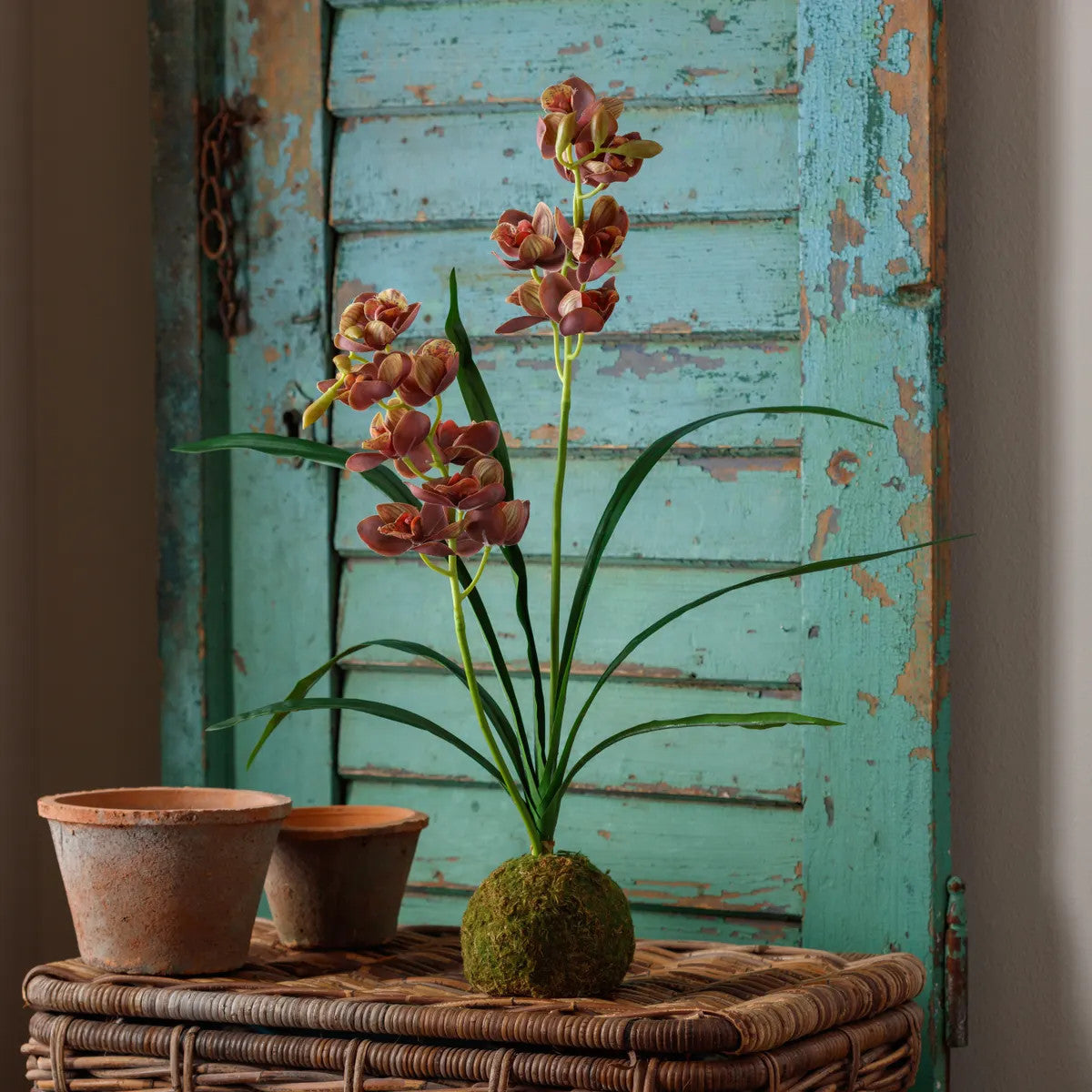 Cymbidium orchid in a moss ball pot with dimensions 5.25 x 5.25 inches.