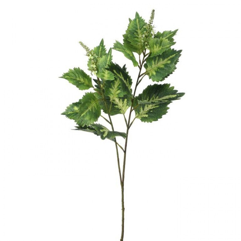 34-inch Garden Coleus plant with green leaves featuring white variegation in a spray silhouette.