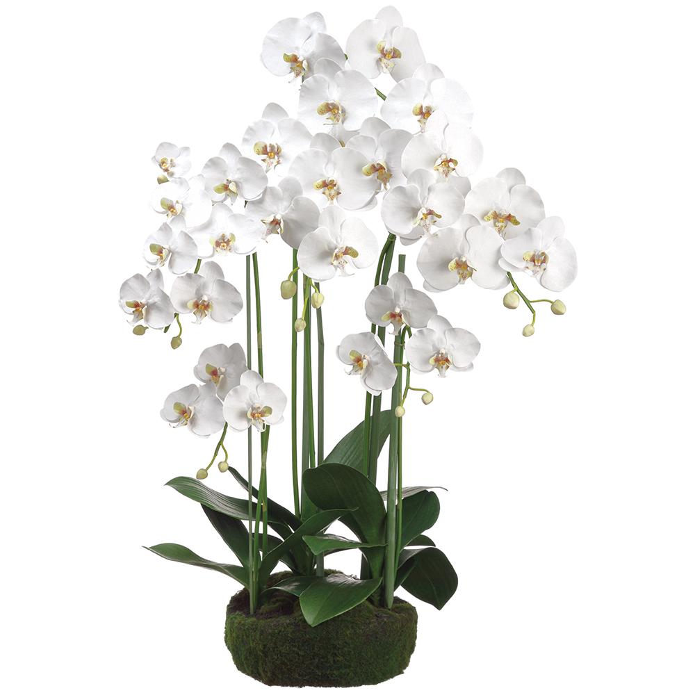 39-inch white Phalaenopsis orchid in a pot with soil and moss