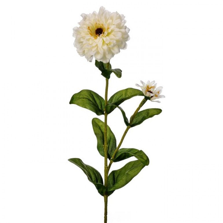 30-inch garden Zinnia bud plant with green foliage