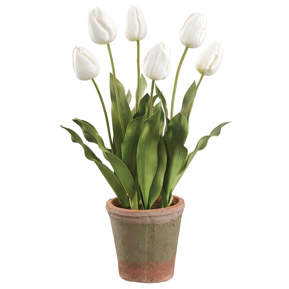 White tulip in a 23-inch aged clay pot with plastic liner