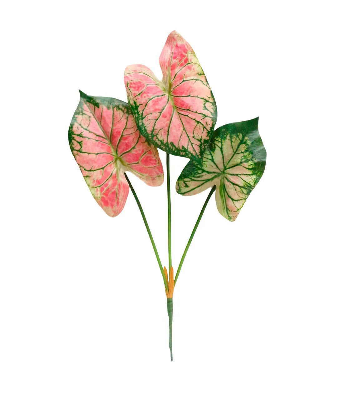 Potted caladium plant with variegated green and white leaves in a simple container.
