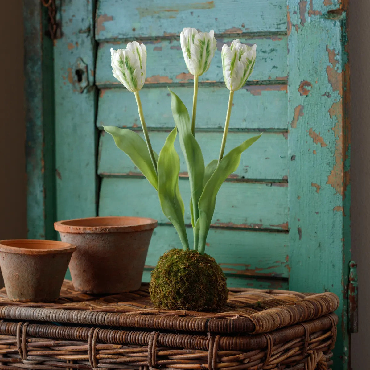 Green moss ball planter holding a single pink tulip with green leaves.