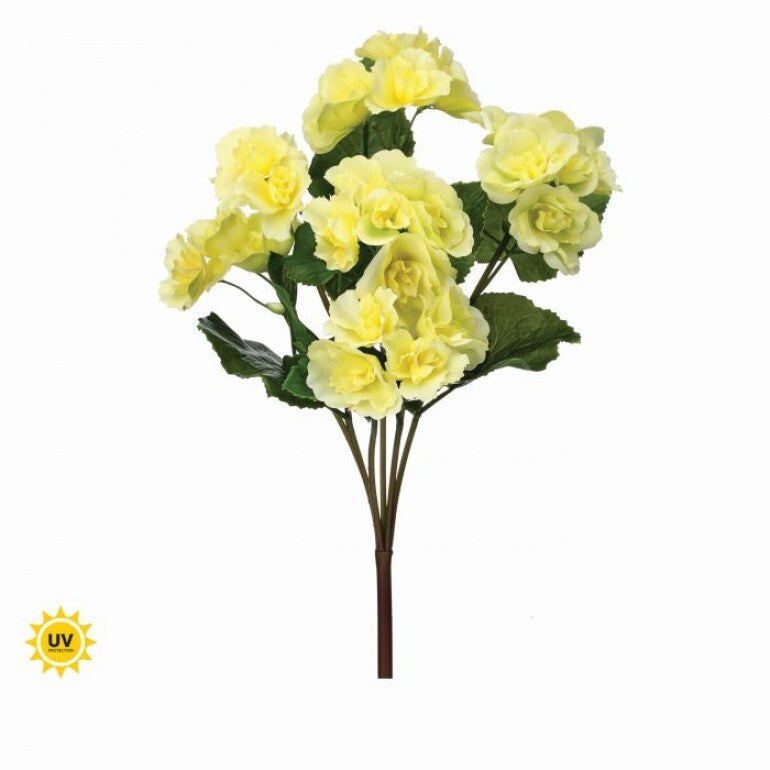 Seventeen-inch UV Summer Reiger Begonia plant in a decorative pot.