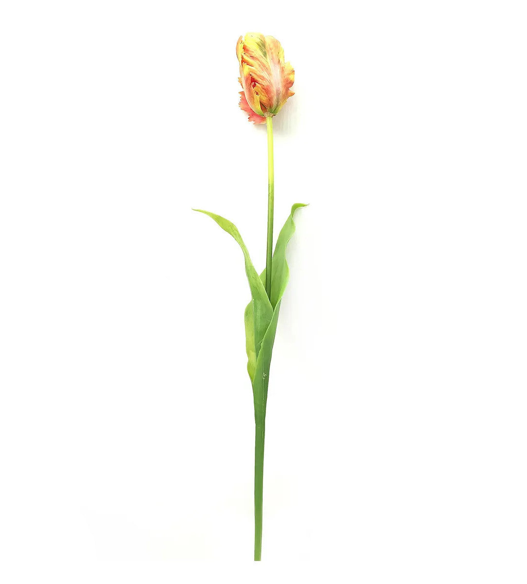 Parrot Tulip candle in a clear glass jar with a white wick.