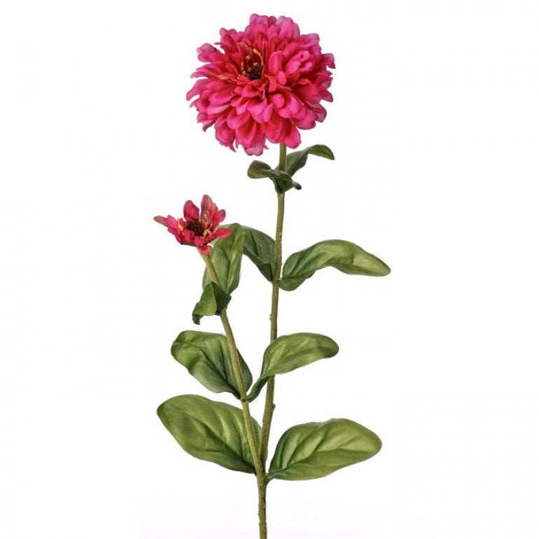 30-inch Garden Zinnia Bud plant in a container