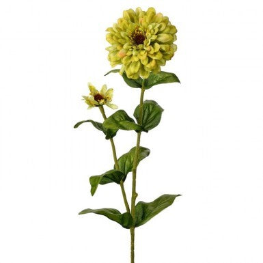 30-inch Garden Zinnia Bud plant with green foliage.