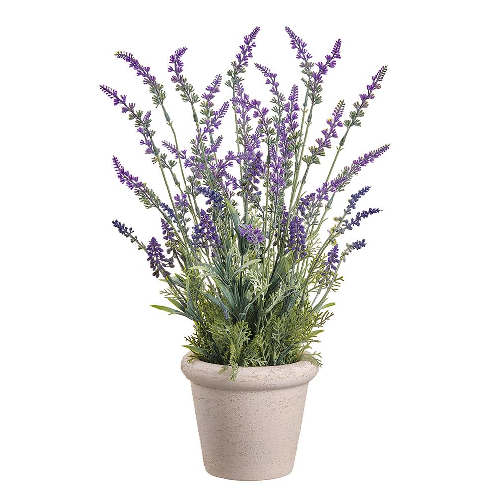 Lavender plant in a terracotta-colored plastic pot with iron wire support