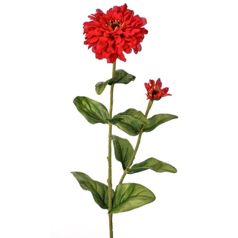 30-inch Garden Zinnia Bud plant with green foliage