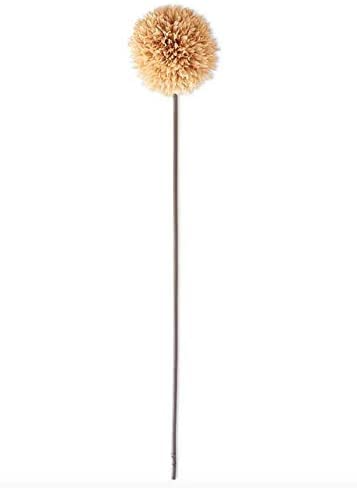 Single allium stem measuring 26 inches in length with a natural bulbous base and slender green stalk.