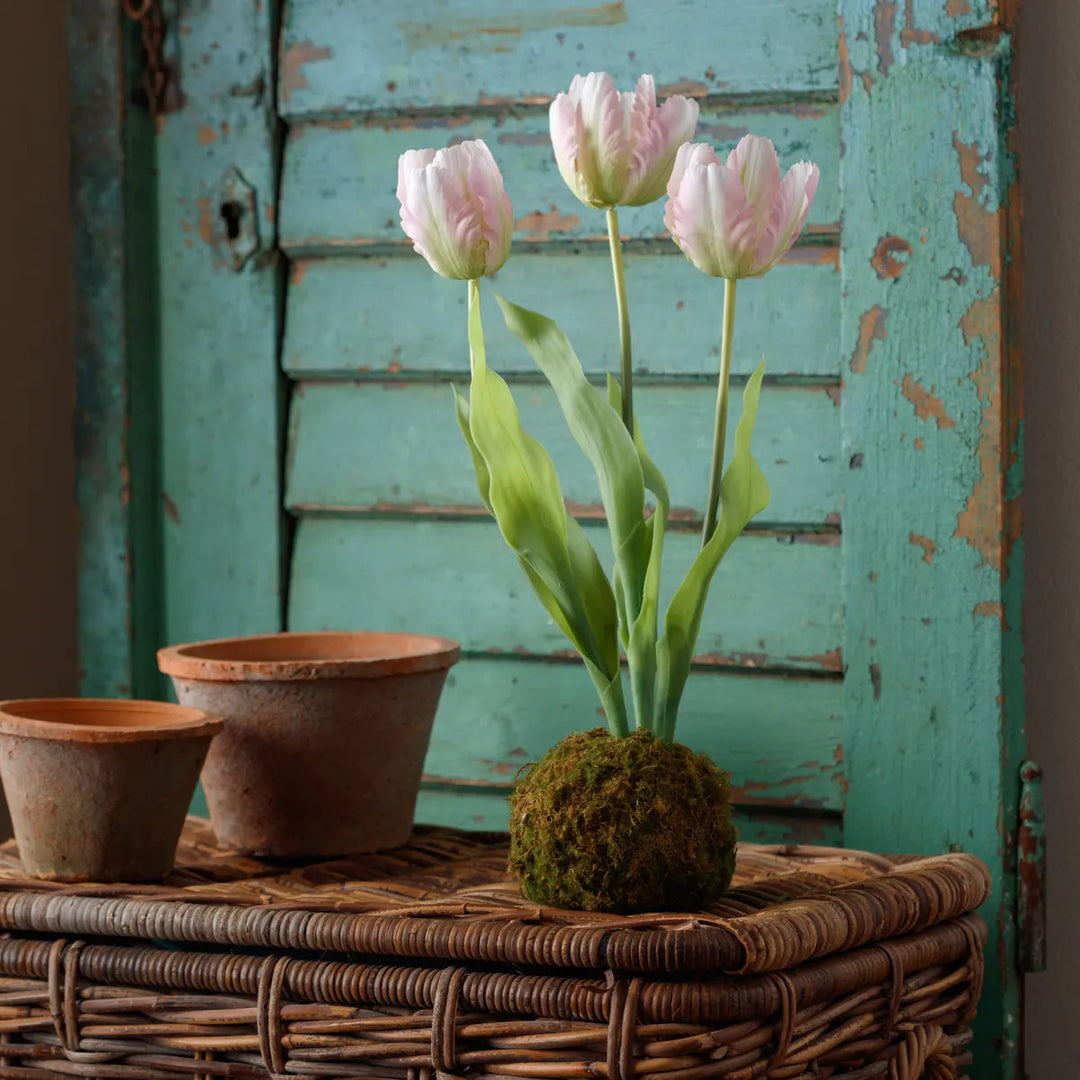 Tulip In Moss Ball