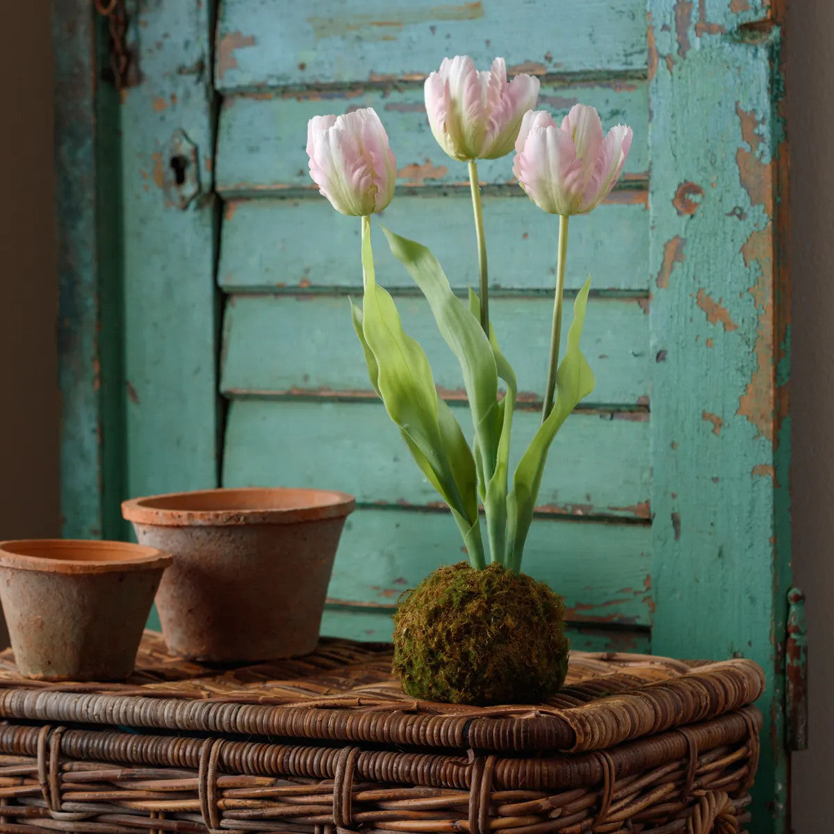 Green moss ball planter containing a single pink tulip with green leaves.