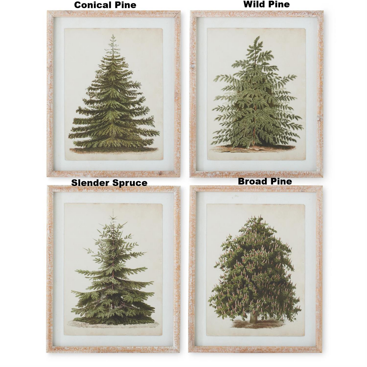 Set of four framed botanical pine tree prints in natural carved wood frames.