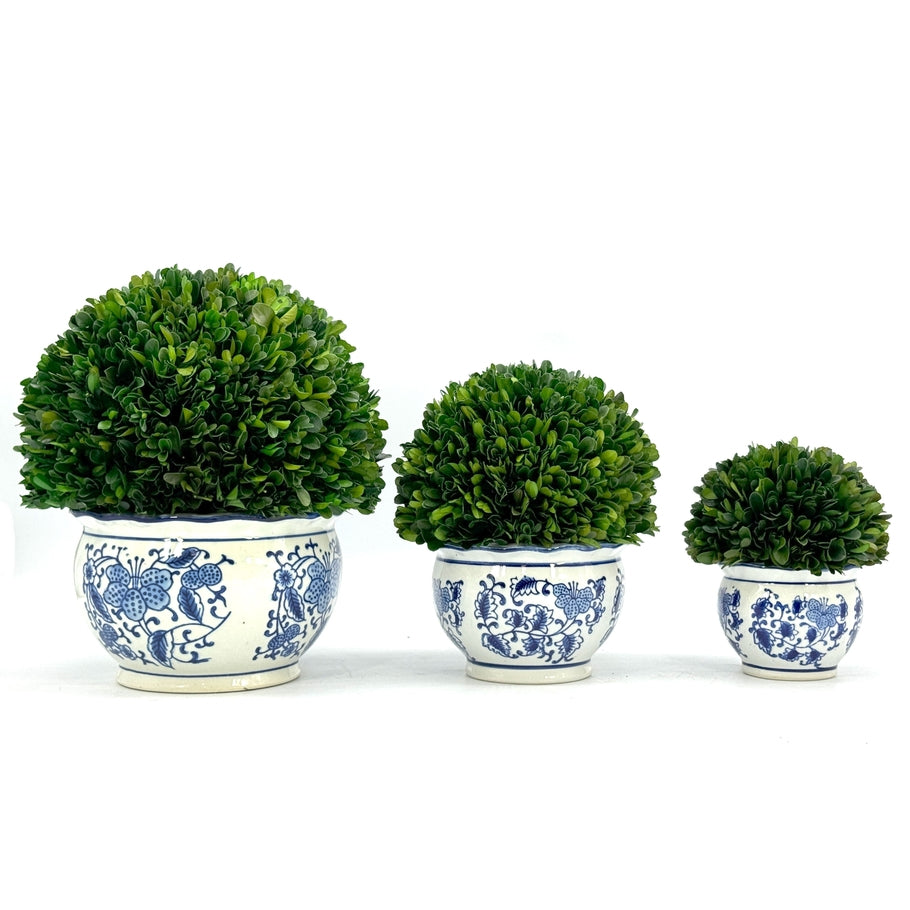 Three boxwood ball topiaries in round blue and white floral ceramic pots of varying sizes.