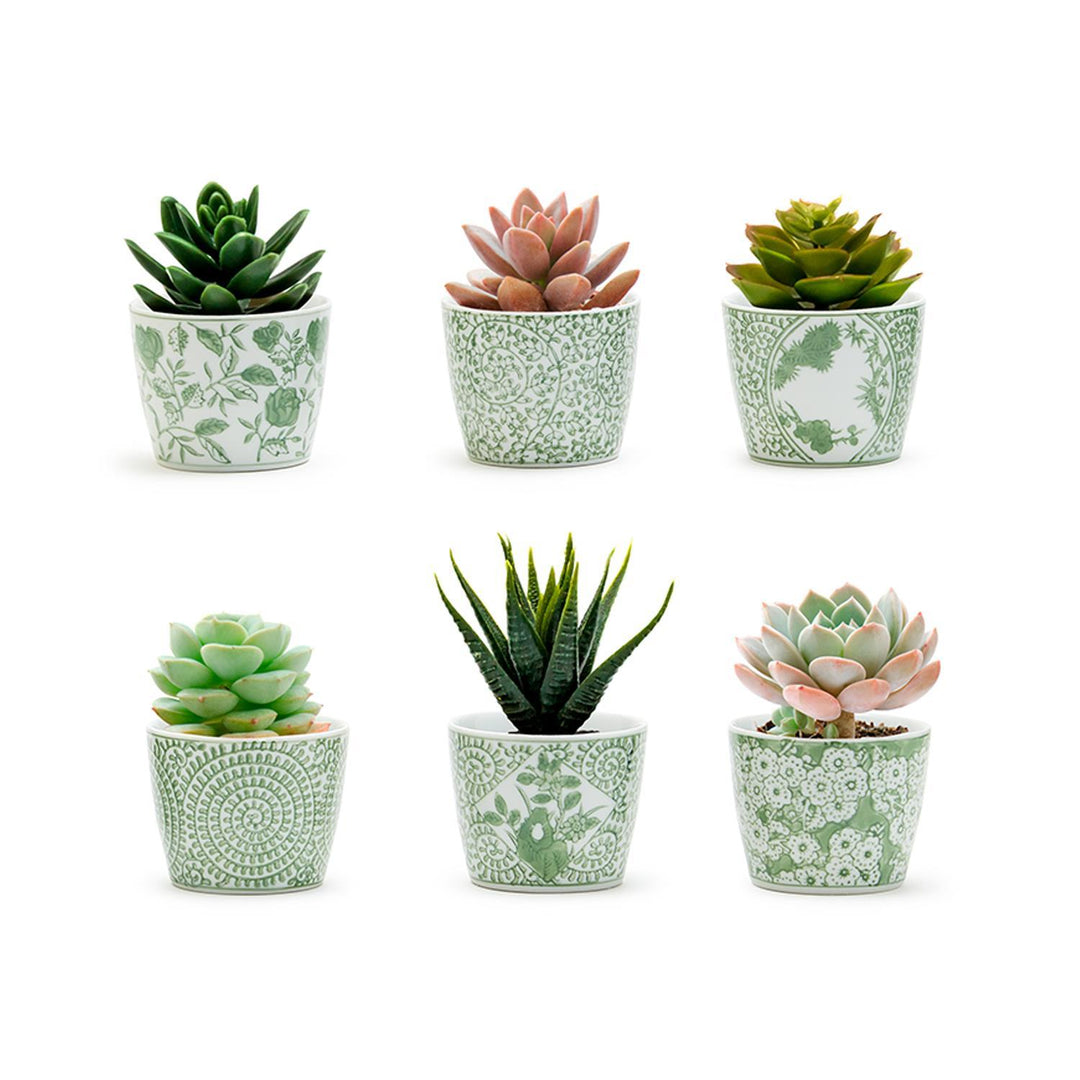 Six small porcelain cachepots with green patterns, each holding a different succulent plant.