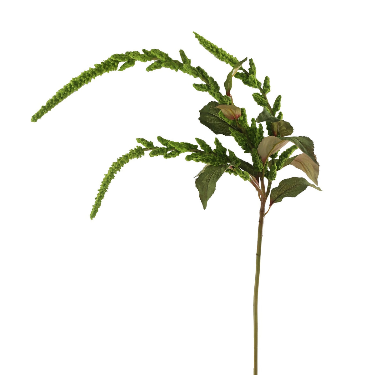 Single stem of green hanging amaranthus with cascading textured tassels and small leaves.
