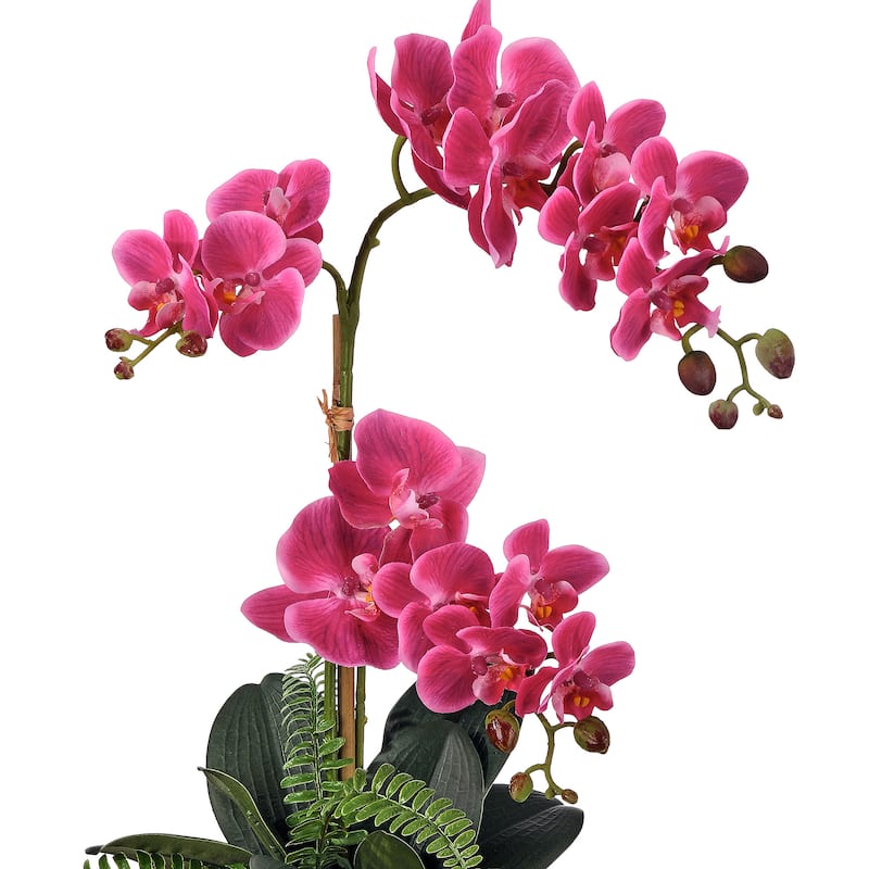 Terracotta pot containing a Phalaenopsis orchid with white blooms alongside green fern fronds.