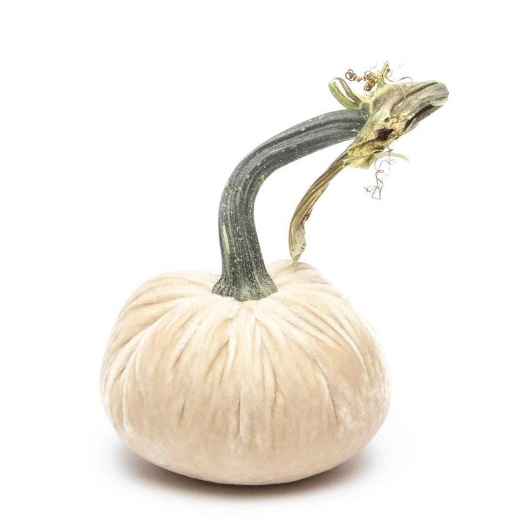 A 3-inch cream-colored silk velvet pumpkin with a long, curved natural green stem.
