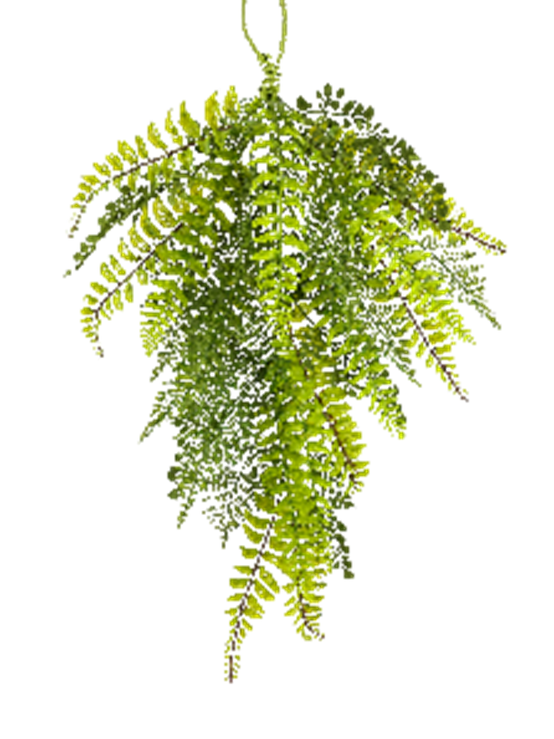 Fern Teardrop pendant light with a natural fern leaf shade in teardrop silhouette.