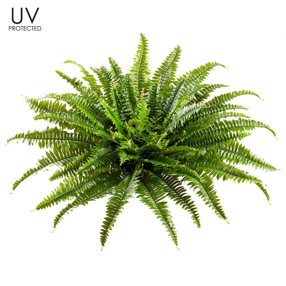 26" UV Protected Boston Fern Bush Green