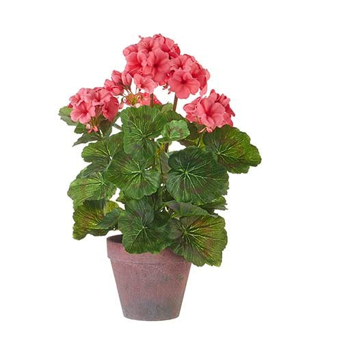 Seventeen-inch potted coral geranium with green foliage in a decorative pot.