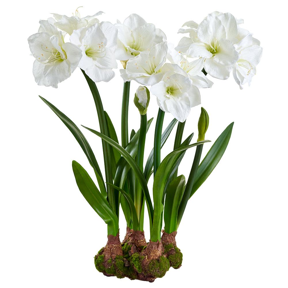 30-inch white Amaryllis artificial flower arrangement with bulb in plastic pot lined with green moss.