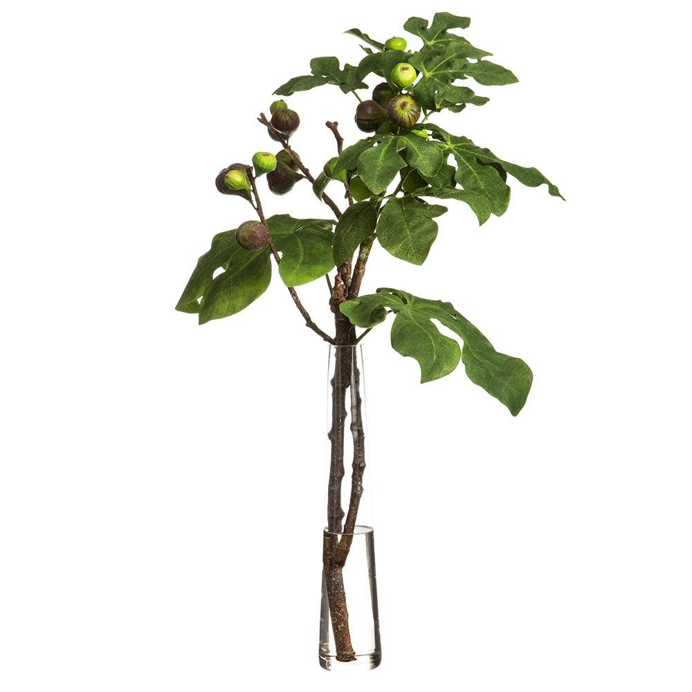 Clear glass vase holding green fig branches with burgundy accents