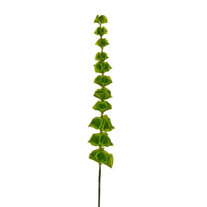 43-inch Bells of Ireland stem with green foliage and bell-shaped white flowers.