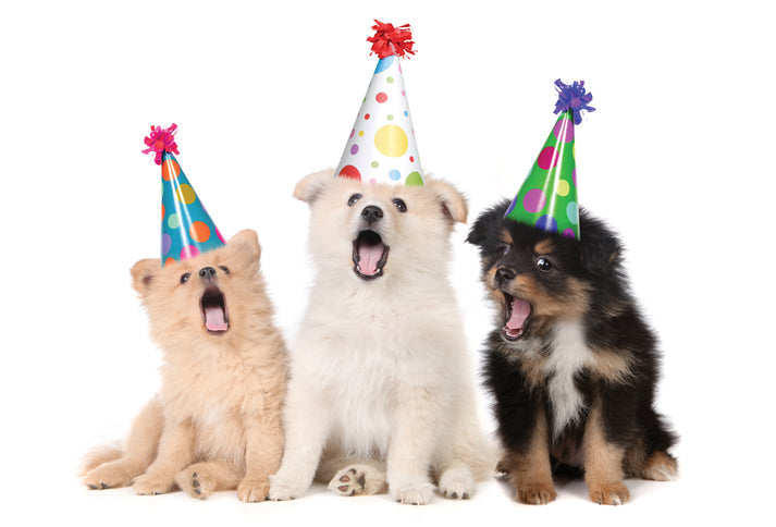 Glittery black party hat shaped like a dog head with floppy ears.