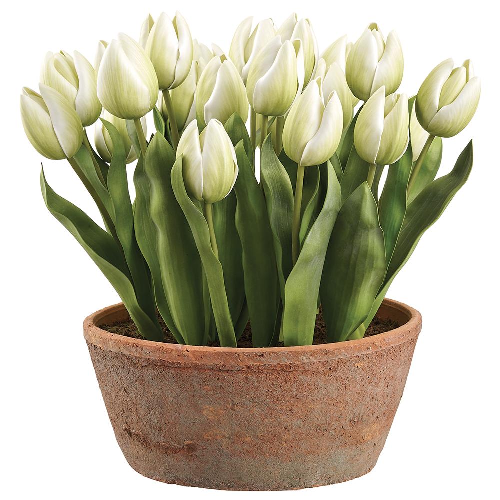 Cream green Eva tulip in a 15-inch aged clay pot with wire stem support.
