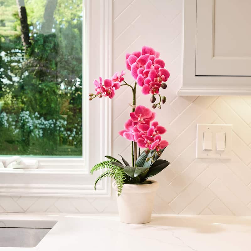 Terracotta pot containing a Phalaenopsis orchid with white blooms alongside green fern fronds.